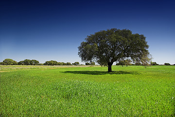 Image showing The tree