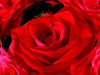 Image showing Red roses