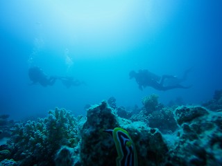 Image showing Scuba divers ascending to the surface