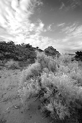 Image showing Bushes, Sand and Redrocsk in Snow Canyon - Utah