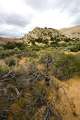 Image showing Snow Canyon - Utah