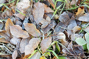 Image showing Close up of some frozen leaves