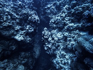 Image showing Coral Reef underwater in the sea