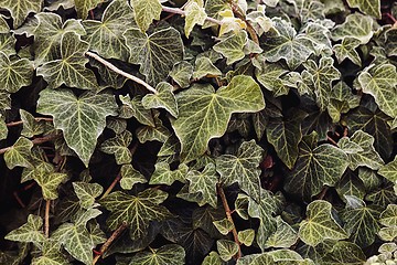 Image showing Closeup of some frozen leaves