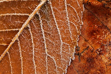 Image showing Close up of some frozen leaves