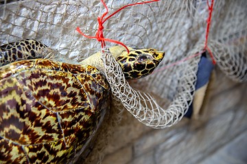 Image showing Dead turtle in fishing net