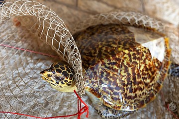 Image showing Dead turtle in fishing net