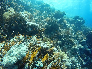 Image showing Coral Reef underwater in the sea