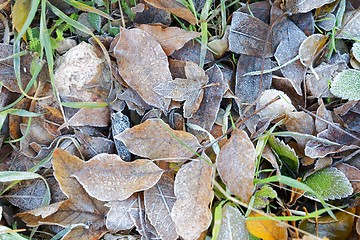 Image showing Close up of some frozen leaves