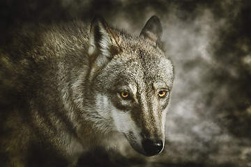 Image showing Portrait of Wolf