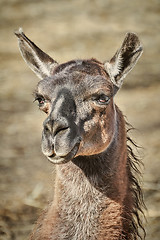 Image showing Portrait of Llama