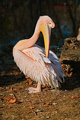 Image showing Pelican on the Bank of Pond