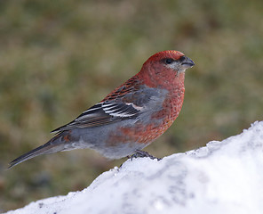 Image showing Pine grosbeak, male