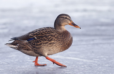 Image showing Mallard on the ice