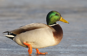 Image showing Mallard on the ice