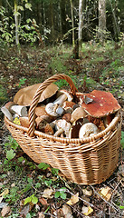 Image showing Basket with edible mushrooms 