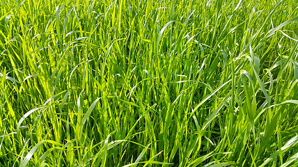 Image showing Fresh green grass close-up