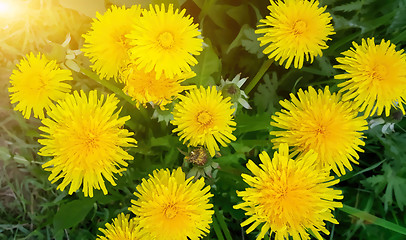 Image showing Image of yellow dandelion flowers