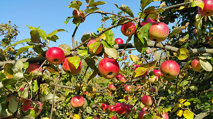 Image showing Branches with bright red apples