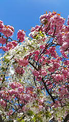 Image showing Beautiful pink and white flowers of spring cherry 