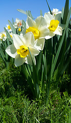 Image showing Close-up of beautiful fresh Daffodil flowers (Narcissus) 