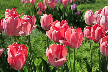 Image showing Beautiful bright pink tulips