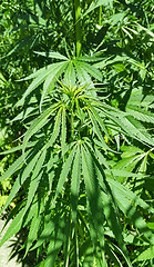 Image showing Green fresh foliage of cannabis plant (hemp, marijuana)