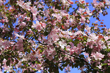 Image showing Branches of spring tree with beautiful pink flowers 