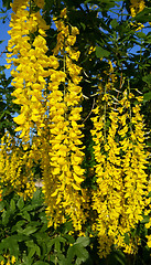 Image showing Beautiful bright yellow flowers of wisteria 