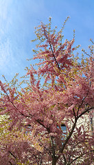 Image showing Beautiful blooming tree