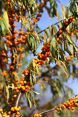 Image showing Branches of sea buckthorn