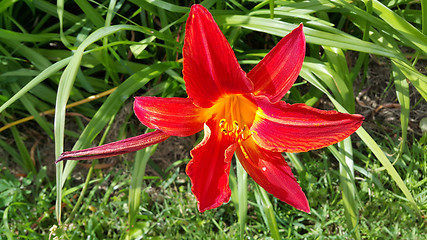 Image showing Beautiful bright red daylily on a sunny day