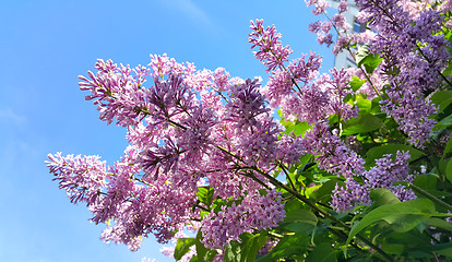 Image showing Spring branches with blossoming lilac flowers