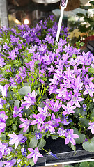 Image showing Beautiful bell flowers