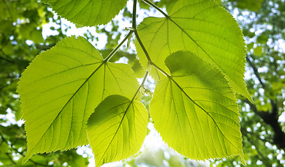 Image showing Spring green branch of linden tree 