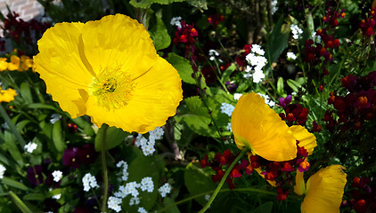 Image showing Beautiful yellow poppies