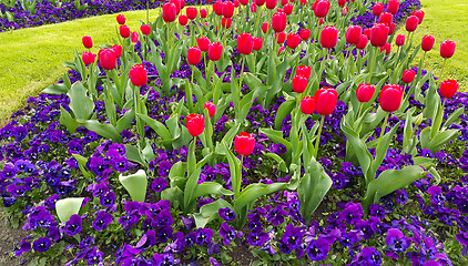 Image showing Green lawn with beautiful tulips and violets flowers