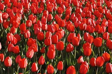 Image showing Beautiful red tulips