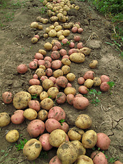 Image showing Fresh organic potatoes on the ground