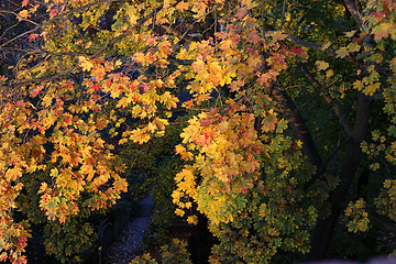 Image showing Foliage of bright yellow autumn maple tree