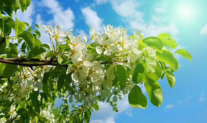 Image showing Branch of a spring fruit tree with beautiful white flowers 