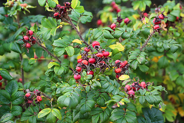 Image showing Dog-rose berries in autumn