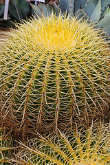 Image showing Large cactus with long spines