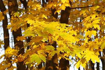 Image showing Beautiful golden autumn leaves of maple