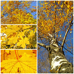 Image showing Bright collage of autumn trees and leaves