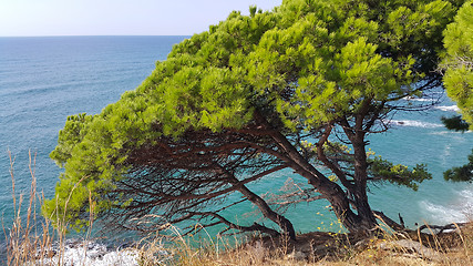 Image showing Beautiful seascape with green pines in the foreground