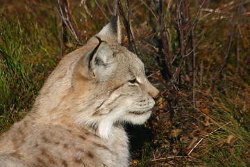 Image showing Lynx Lynx Gaupe