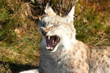 Image showing Yawning Lynx lynx