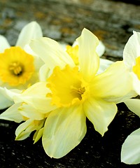 Image showing Spring Yellow Daffodils