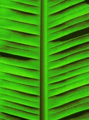 Image showing Green Palm Tree Background